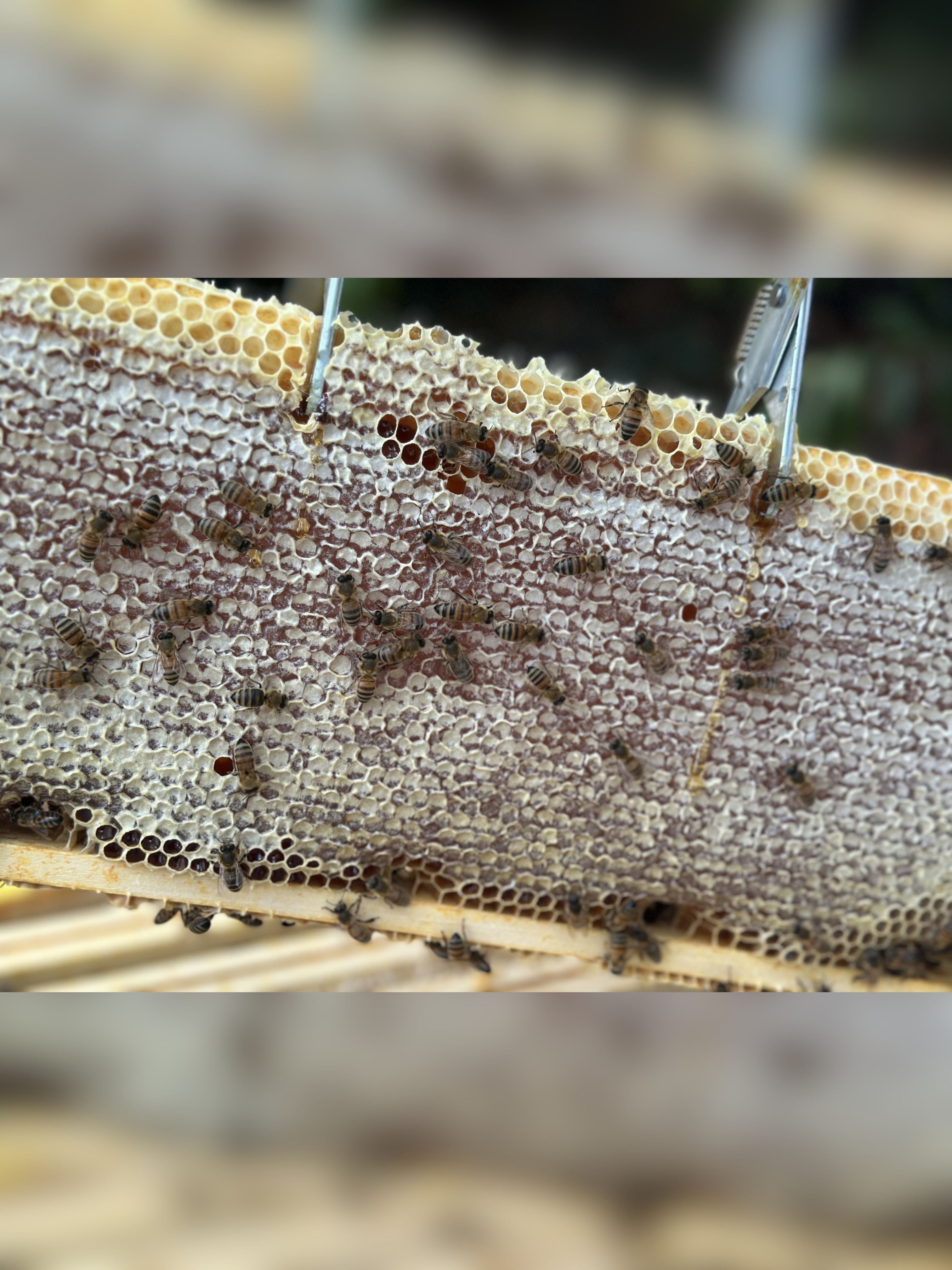 Morceau de rayon de miel présenté dans une boîte